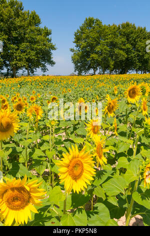Feld mit Sonnenblumen im Emporda, Catalunya, Costa Brava, Spanien Stockfoto