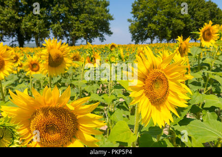 Feld mit Sonnenblumen im Emporda, Catalunya, Costa Brava, Spanien Stockfoto