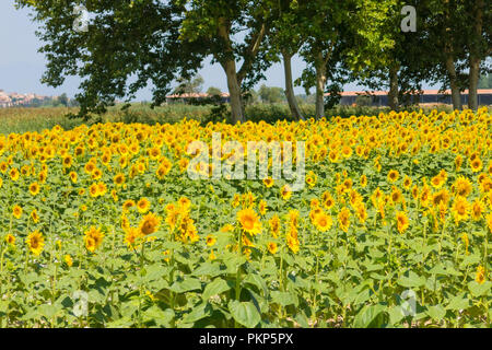 Feld mit Sonnenblumen im Emporda, Catalunya, Costa Brava, Spanien Stockfoto