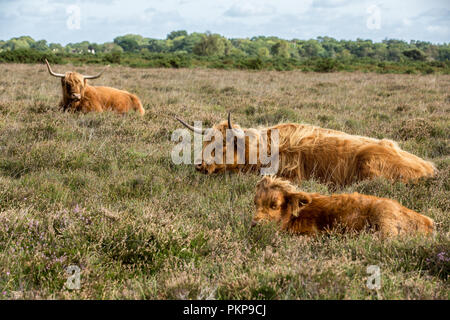 Hochlandrinder Stockfoto