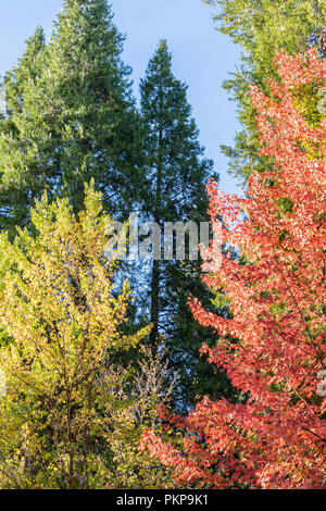 Bild vertikal von bunten Laub- und immergrünen Bäumen im Herbst vor blauem Himmel Stockfoto