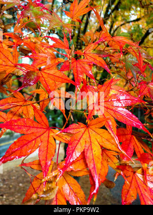 Closeup Bild vertikal von bunten orange sommergrünen Blätter auf einem japanischen Ahorn Baum im Herbst Stockfoto