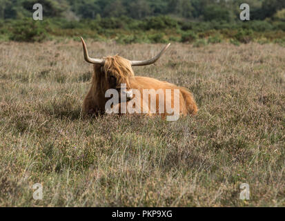 Hochlandrinder Stockfoto