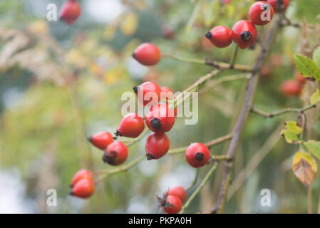 Herbst rote Hagebutten auf Zweig Makro Stockfoto