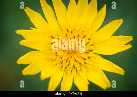 Tragopogon pratensis, Jack-gehen-zu-Bett-at-Mittag, Wiese, Schwarzwurzeln, auffällige Ziegenkäse - Bart oder Wiese Ziege - Bart gelbe Blume Makro Stockfoto