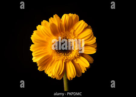 Gelbe Sonnenblumen studio Shot auf schwarzem Hintergrund Stockfoto