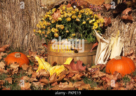 Herbst Warenkorb mit Kürbissen, Blumen, Stroh Stockfoto