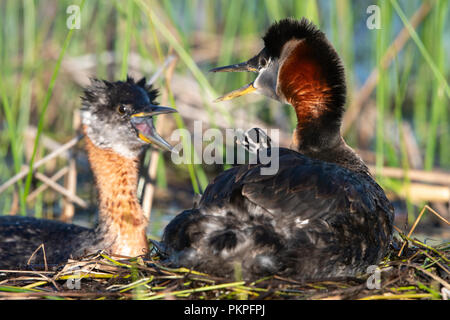 Red-necked Grebe (Podiceps grisegena) Eltern anrufen, Montana Stockfoto