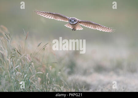Grabende Eule (Athene cunicularia) im Flug, Montana Stockfoto