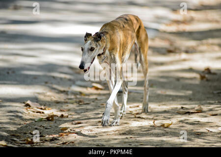 Alte Greyhound wandern. Parque del Buen Retiro, Madrid, Spanien Stockfoto