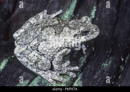 Grau Treefrog (Hyla versicolor) Stockfoto