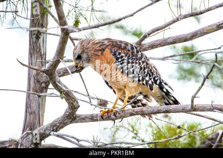 Eine rote Schulter Hawk essen ein Baby Schildkröte auf einen Baum in die Everglades thront. Stockfoto