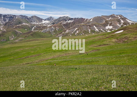 Trekker kreuz Höhe Weide mit quellgebiet Becken für das Uch Kashka Tal im Hintergrund, Keskenkyia Loop trek, Jyrgalan, Kirgisistan Stockfoto