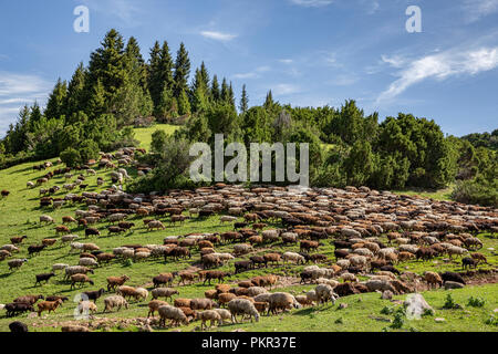 Herde von Alai Schafe weiden in der hohen Weide, Keskenkyia Loop trek, Jyrgalan, Kirgisistan Stockfoto