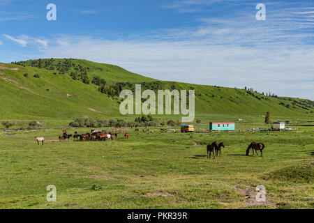 Alte Sowjetische blau und rot Mobilheim in der Kirgisischen Weide mit Pferden in Tyup River Valley, Keskenkyia Loop trek, Jyrgalan, Kirgisistan Stockfoto