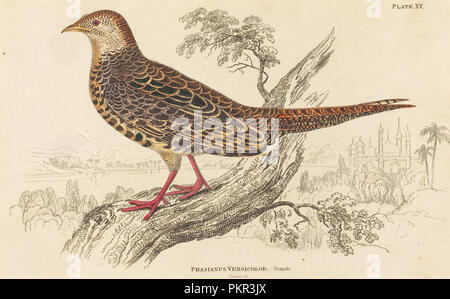 Phasianus Versicolor - weiblich. Medium: Handcolorierte Radierung. Museum: Nationalgalerie, Washington DC. Autor: William Home Lizars. Stockfoto