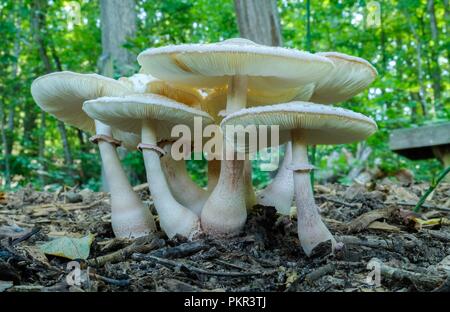 Anzeigen eines Profils eines Clusters von großen Cokers Amanita Pilze im Wald an Yates Mühle County Park in Raleigh North Carolina Stockfoto