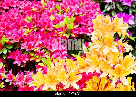 Schöne gelbe Azalee Blumen in voller Blüte mit rosa Azaleen im Hintergrund, während Sie im Bunkyo Azalea Festival auf nezu Schrein in Tokio, Japan, wählen Sie Stockfoto