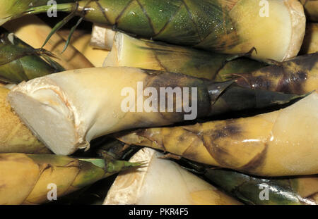 Bambussprossen (Bambus Halme, die KOMMEN AUS DEM BODEN) sind essbar und in  der asiatischen Kche verwendet Stockfotografie - Alamy