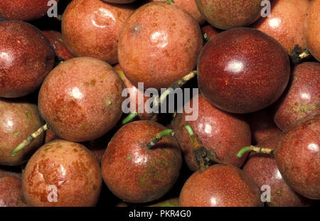 GANZE PASSIONSFRUCHT (PASSIFLORA EDULIS HYBRID). AUSTRALIEN. AUCH BEKANNT ALS LILAFARBENE GRANADILLA ODER FRUIT DE LA PASSION. Stockfoto