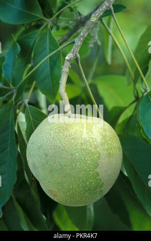 'JONAGOLD'' Apfel (Malus Domestica) Reife am Baum. JONAGOLD IST EINE KREUZUNG ZWISCHEN GOLDEN DELICIOUS UND JONATHAN ÄPFEL Stockfoto