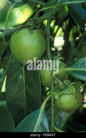 Diospyros nigra, (Schwarze Sapote) ist eine Art von Kakimmon. Zu den gebräuchlichen Namen gehören Schokoladenpudding, schwarzer Seifenspüle. Hier gezeigt, Früchte auf Baum. Stockfoto