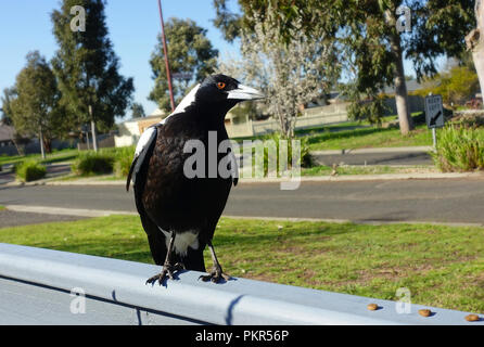 Freundlich Magpie bitten um Essen im Vorort Stockfoto