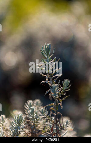 Eine Helichrysum-Pflanze, die im Nyanga Nationalpark in Simbabwe zu sehen ist. Stockfoto