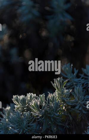 Eine Helichrysum-Pflanze, die im Nyanga Nationalpark in Simbabwe zu sehen ist. Stockfoto