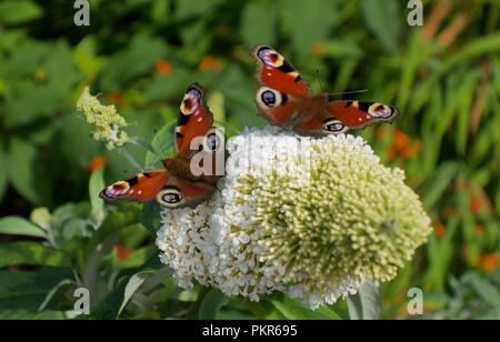 Zwei peacock Schmetterlinge landete auf weißen Sommerflieder Blume - Butterfly sitzen zusammen, Fütterung auf Blumen Stockfoto