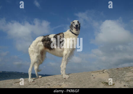 Elder Silber/weiße Frau Barsoi steht an einem Strand, von einer eher niedrigen Winkel gesehen. Stockfoto