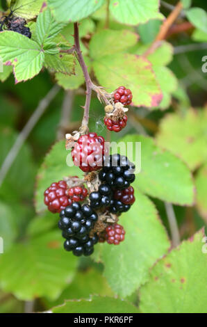 Cluster mit Brombeeren in Sonnenlicht Stockfoto