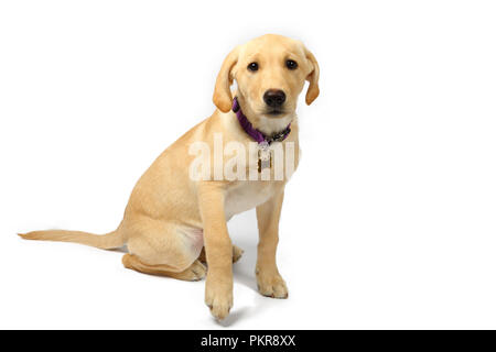 Studio Bilder einer Golden Labrador Retriever Welpen Stockfoto