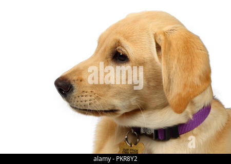 Studio Bilder einer Golden Labrador Retriever Welpen Stockfoto