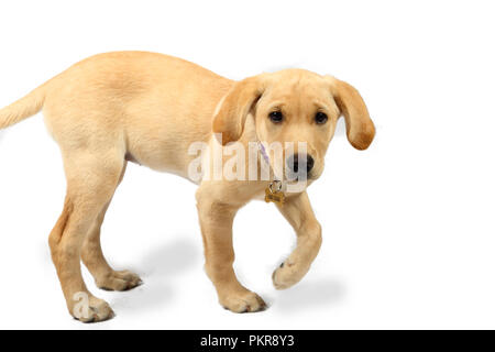 Studio Bilder einer Golden Labrador Retriever Welpen Stockfoto