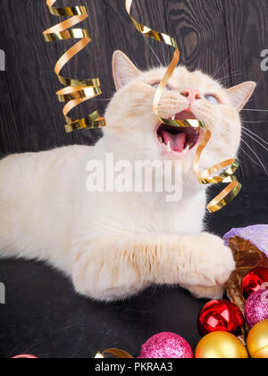 Cat Weihnachten, Kätzchen spielen mit einem christmas ball Stockfoto