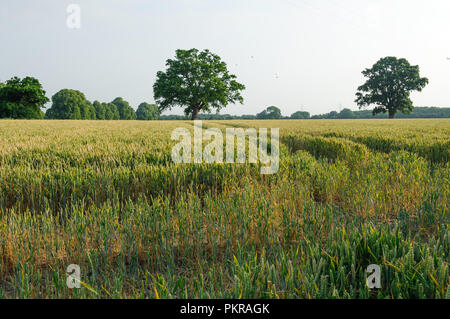 Schönen landwirtschaftlichen Flächen in der Landschaft in Irland Stockfoto