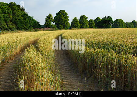 Traktor Spuren in einem Gerstenfeld Stockfoto