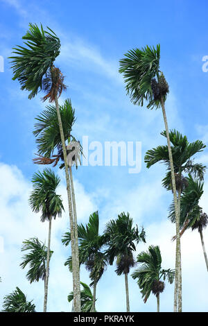 Vertikale Foto der Grünen Zucker Bäume weht im Wind unter blauen Himmel von Thailand Stockfoto