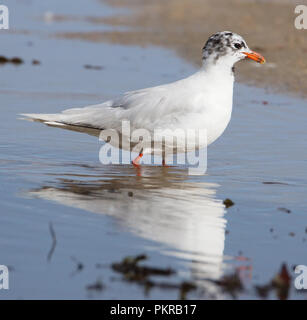 Meditrerranean Gull (unreife) Stockfoto