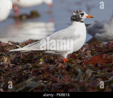 Meditrerranean Gull (unreife) Stockfoto