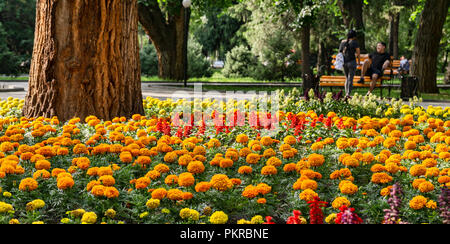 Bilder von Таттыбюбю ТурсунбаевойPanfilov Square in Bischkek, die Wunderschöne, begehbare Hauptstadt von Kirgisistan. Stockfoto