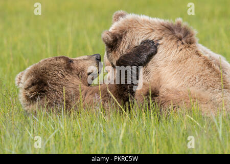 Braunbär, an der Küste von Alaska Lake Clark National Park Stockfoto