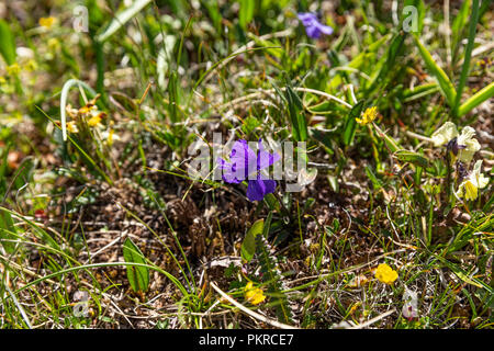 Kirgisische Wildblumen, Trek, Jyrgalan Keskenkyia Schleife, Kirgisistan Stockfoto