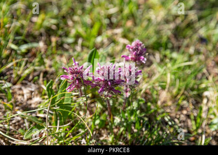 Kirgisische Wildblumen, Trek, Jyrgalan Keskenkyia Schleife, Kirgisistan Stockfoto