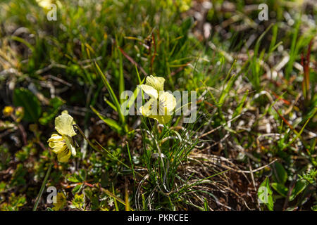 Kirgisische Wildblumen, Trek, Jyrgalan Keskenkyia Schleife, Kirgisistan Stockfoto