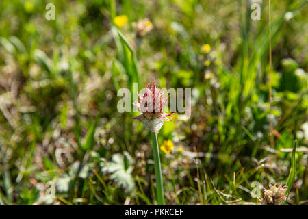 Kirgisische Wildblumen, Trek, Jyrgalan Keskenkyia Schleife, Kirgisistan Stockfoto