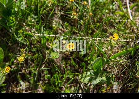 Kirgisische Wildblumen, Trek, Jyrgalan Keskenkyia Schleife, Kirgisistan Stockfoto