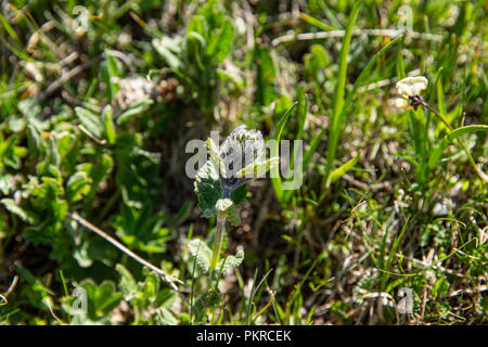 Kirgisische Wildblumen, Trek, Jyrgalan Keskenkyia Schleife, Kirgisistan Stockfoto