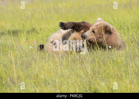 Braunbär, an der Küste von Alaska Lake Clark National Park Stockfoto